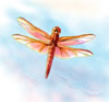 Dragonfly Study