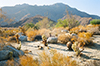 Borrego Afternoon 2, 35mm ©Cher Pendarvis