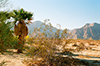 Borrego Afternoon, 35mm ©Cher Pendarvis